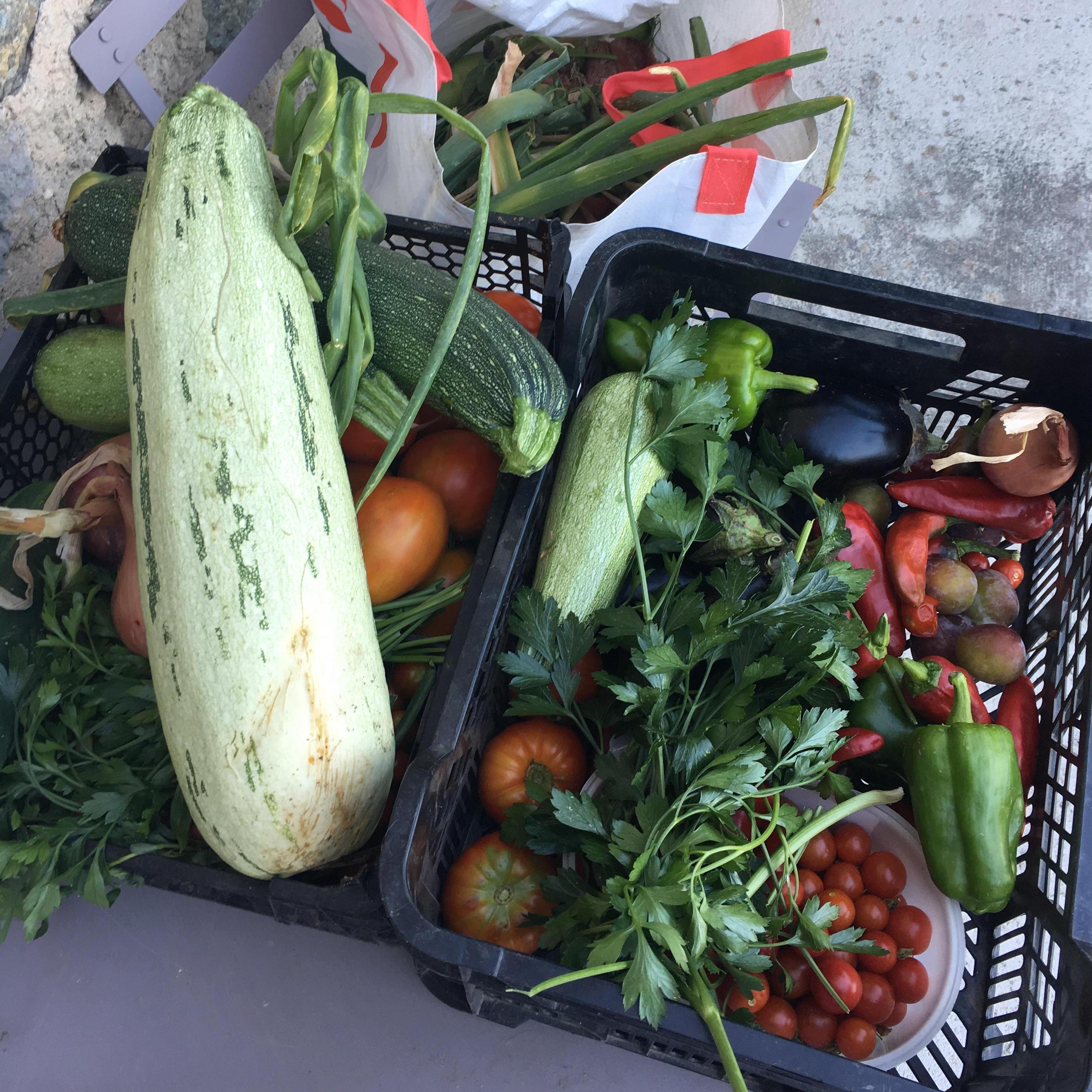 Organic Veggies from Babbo's garden