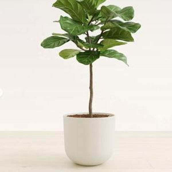 Large Fiddle Leaf Fig Tree Form For Sale | easyplant