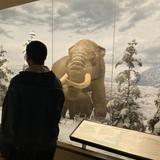 Albany Institute of History & Art