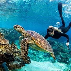 Honeymoon - Great Barrier Reef snorkeling trip