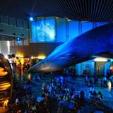 Aquarium of the Pacific