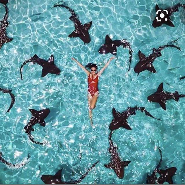 Honeymoon: Swim With Sharks