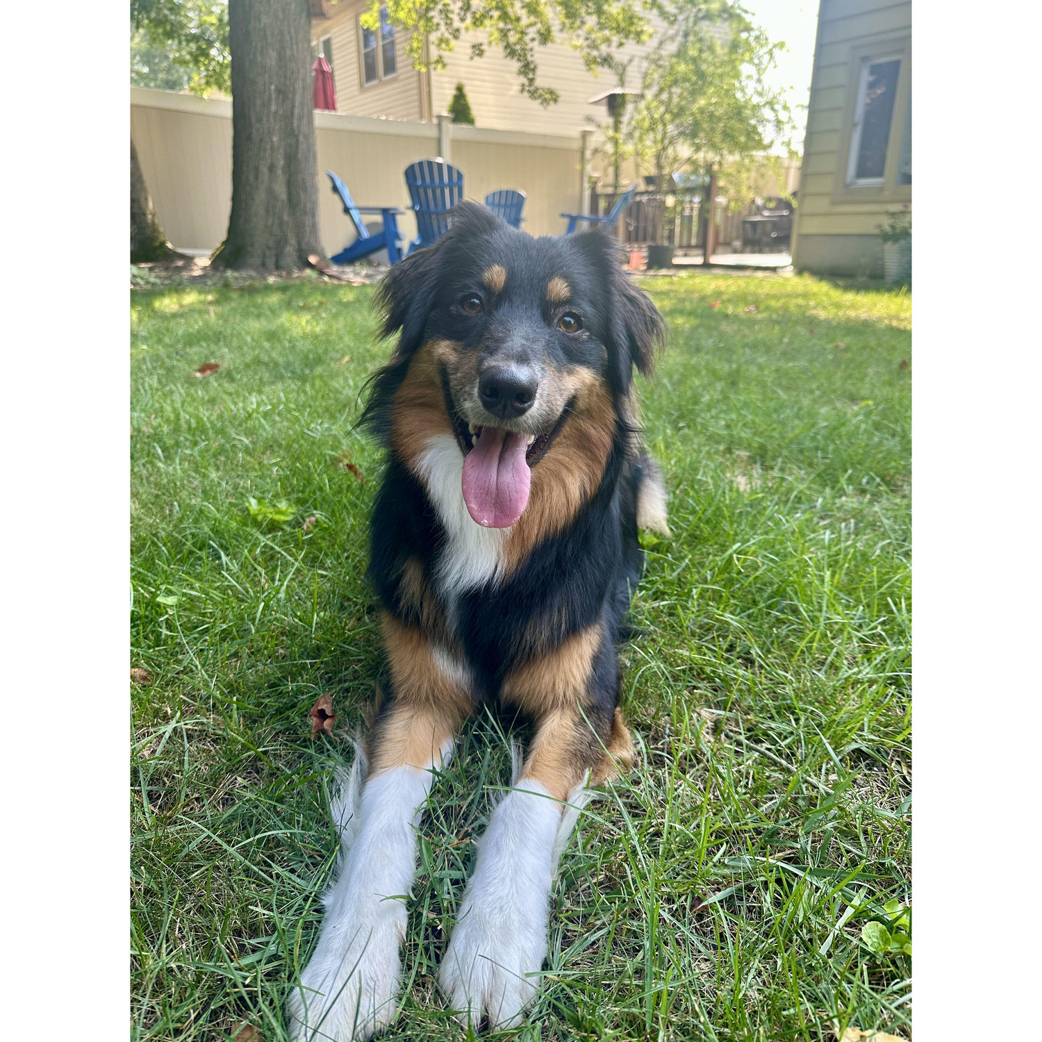 Our puppy Suki