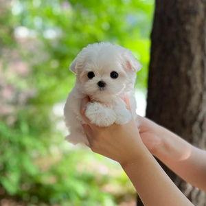 A Puppy for Our Home
