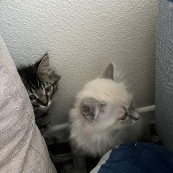 Cat Parent Fund