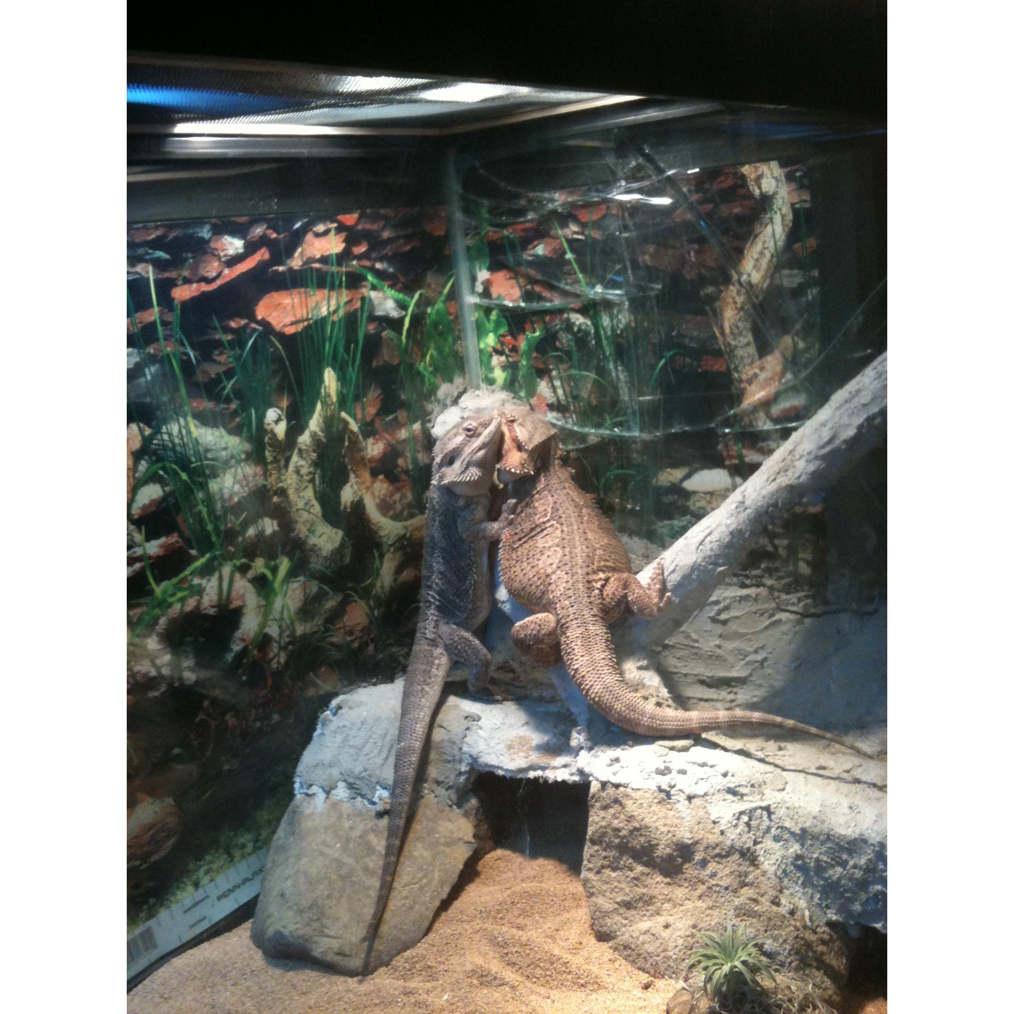 our other pets together Big Papa and Lil Mama