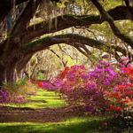 Magnolia Plantation and Gardens