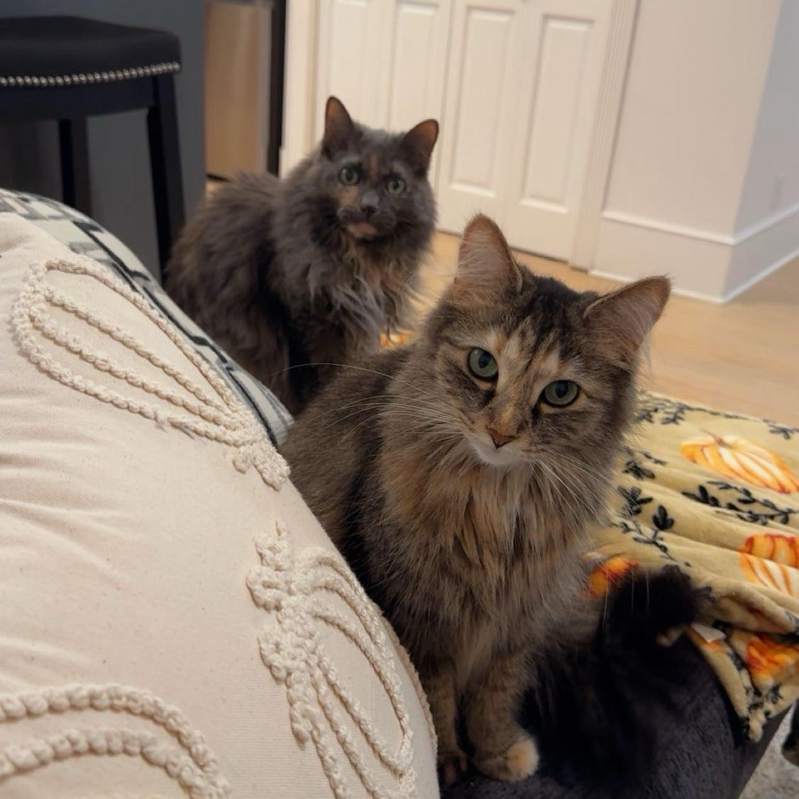 Lilly and Luna!