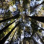 Jack London State Historic Park