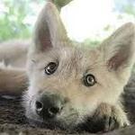 Wolf Conservation Center