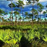 Jonathan Dickinson State Park
