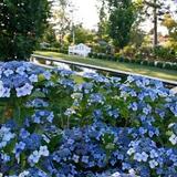Oakwood Gardens