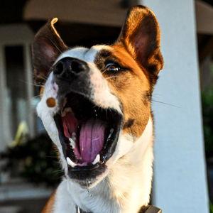 Year's Supply Of Pet Treats