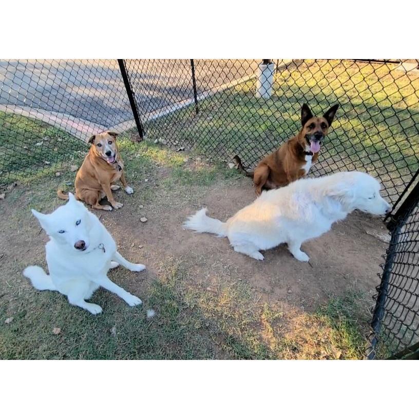 Our four dogs ready to play!