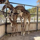 Potawatomi Zoo