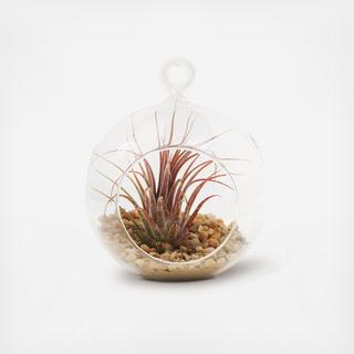 Air Plant Terrarium