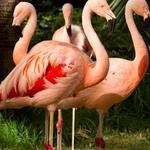 Wildlife Habitat