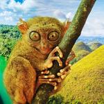 Bohol Island, Philippines