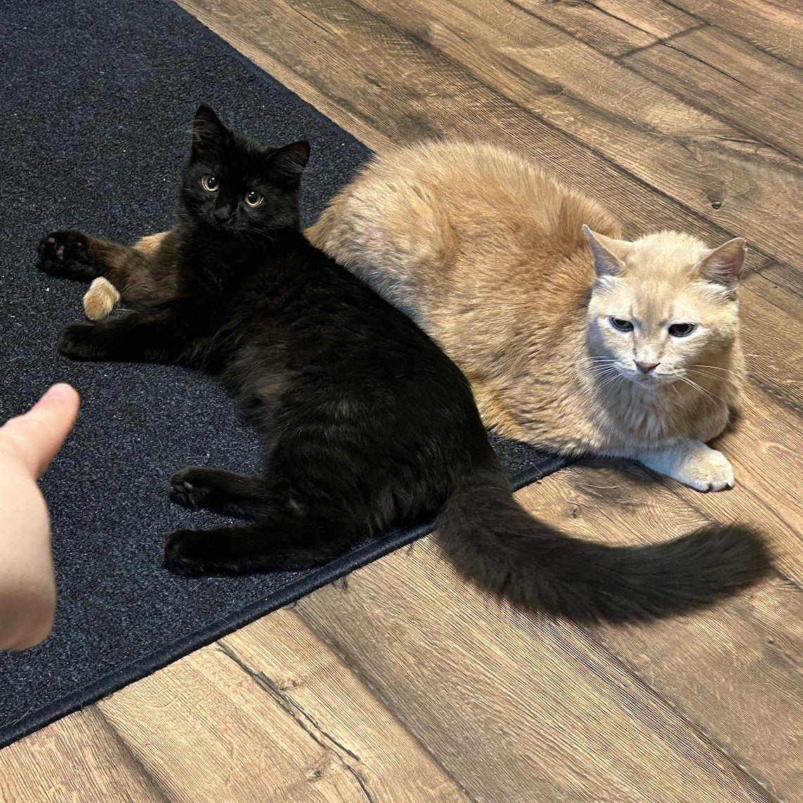 Goose did an excellent job of taming the wild Eevee kitten. He was the best BrothFur.