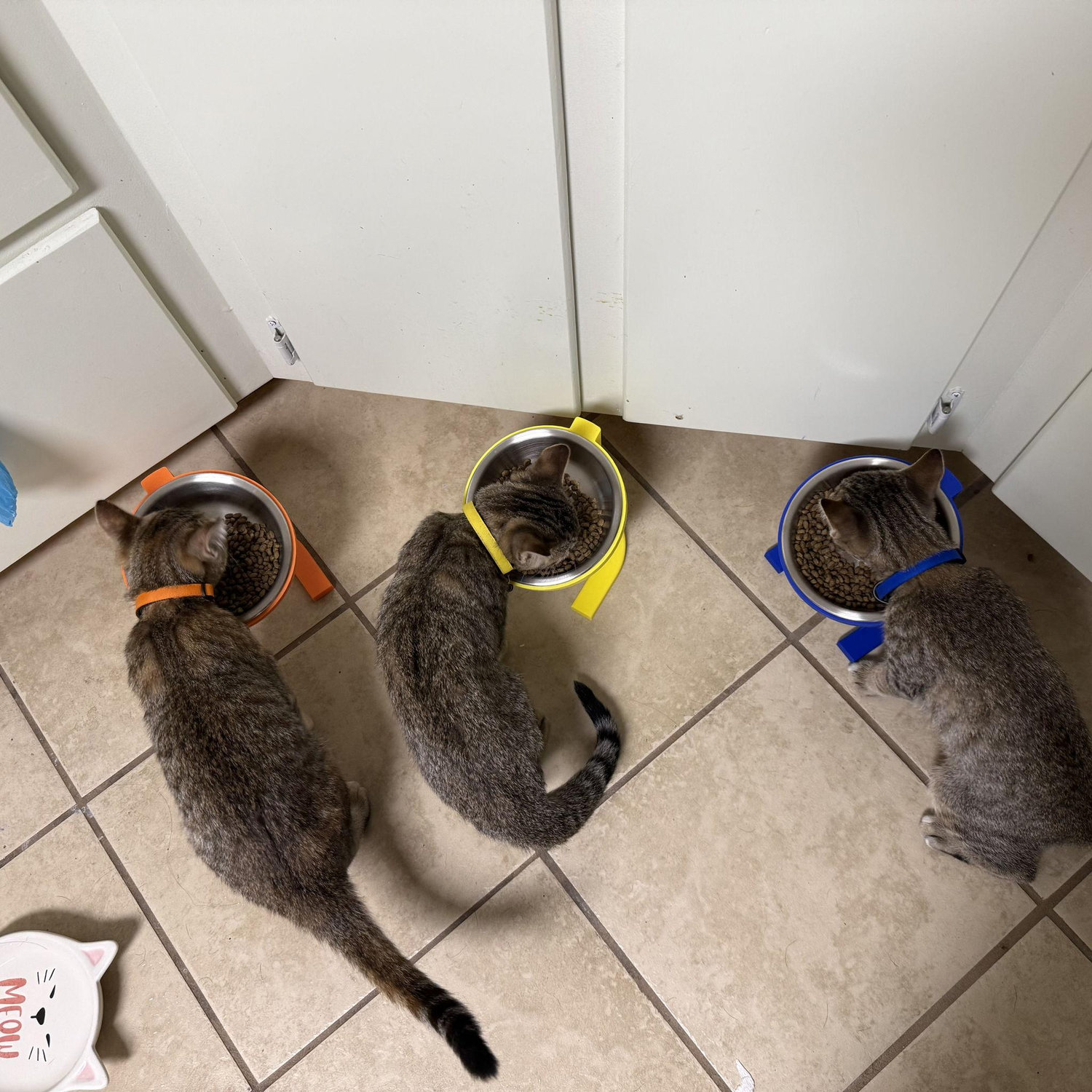 Misty, May, and Dawn with their new collars and color coordinated food bowls.