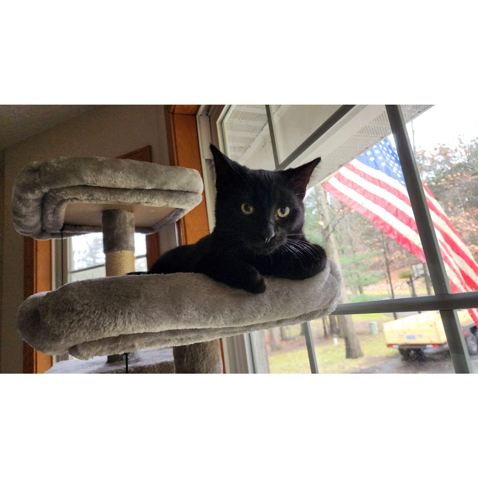 Mic's parents cat Binx. New addition to the fam, he is super playful