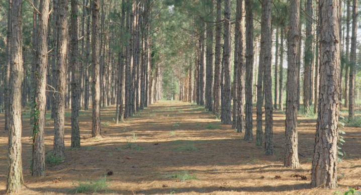 The Wedding Website of Alexa Baran and Mitchell Soberon