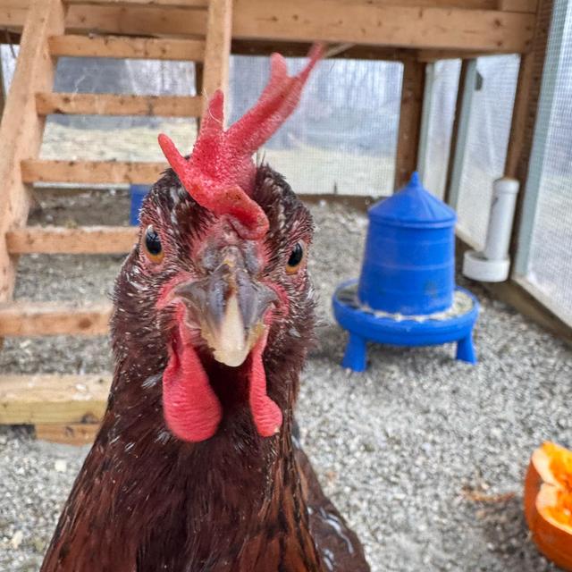 Chicken Fund
