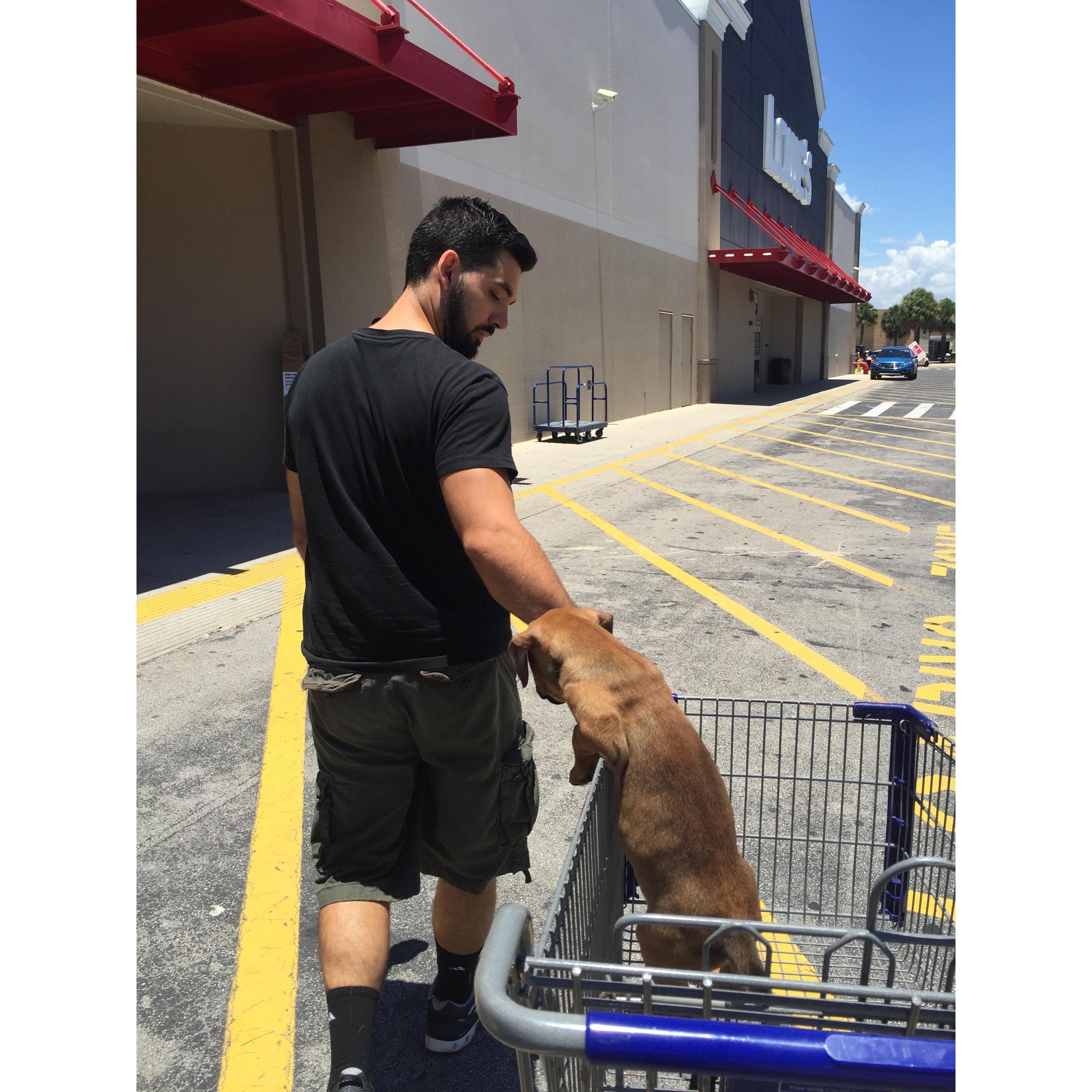 When Mingy was just a pup- our first trip out with him and jumped out of a moving shopping cart lol