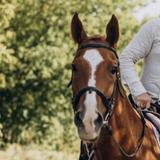 Horseback Riding