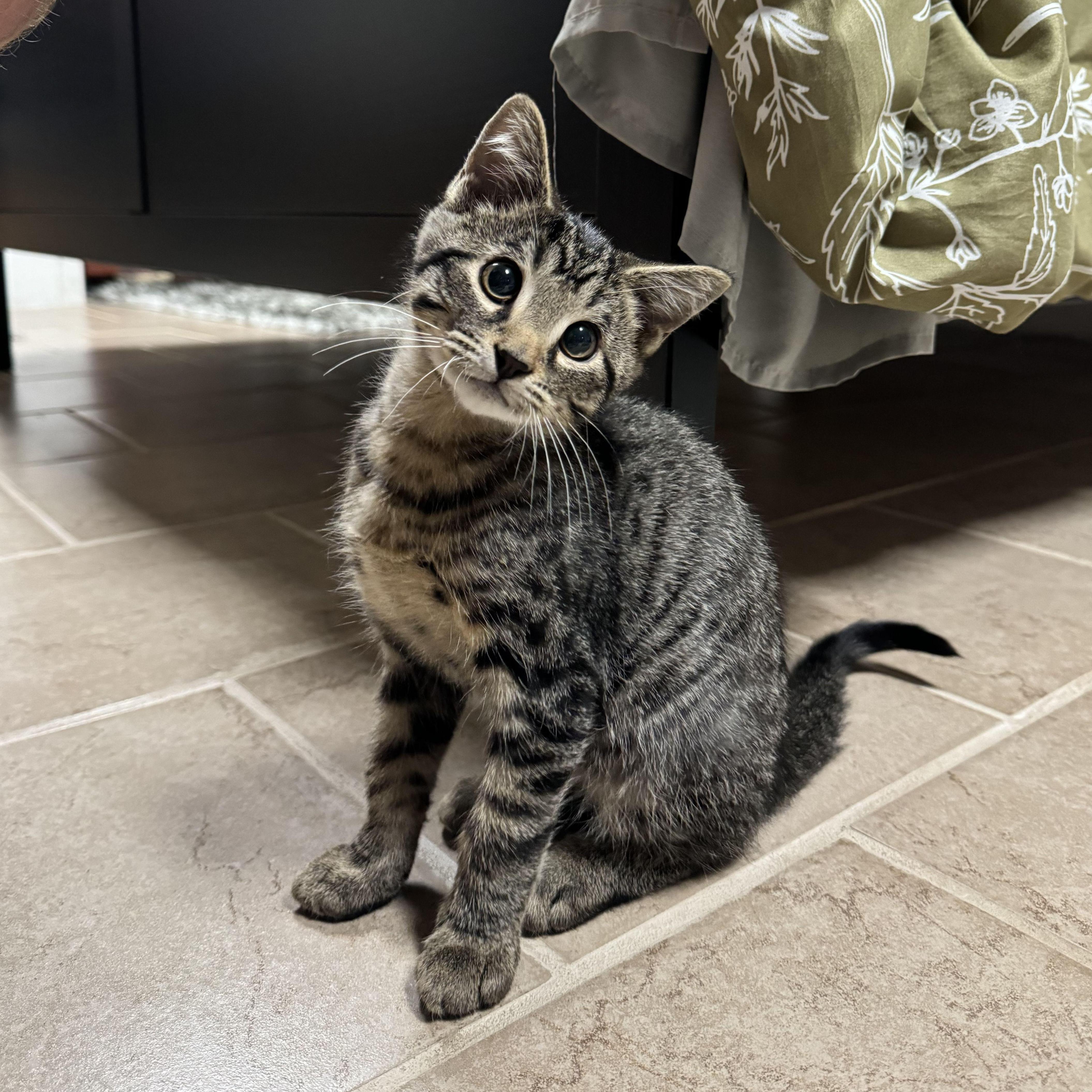 Decided we needed another pet and adopted a kitten, named Niko.