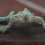 Toads on Trade - Scavenger Hunt