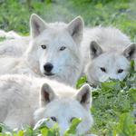 Wolf Sanctuary of PA