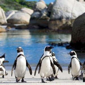 Cape Town Private Tour