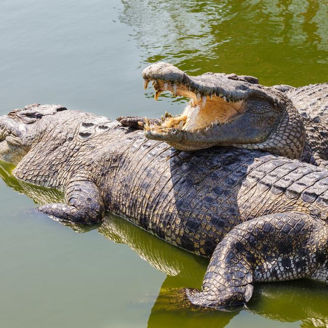 Crocodile River Cruise