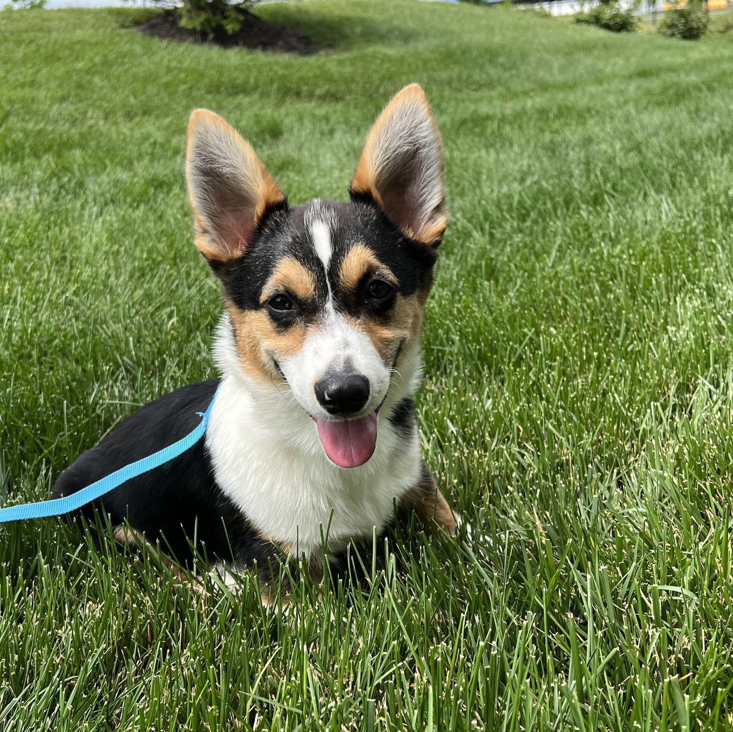 Decided Rex needed a brother and brought home Echo on May 21, 2024.