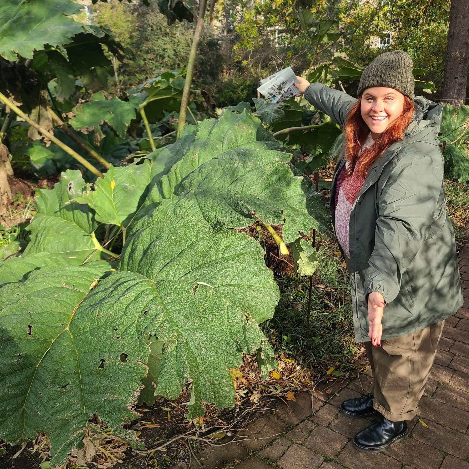 Giant Rhubarb leaves tha can grow to over 13ft across!
