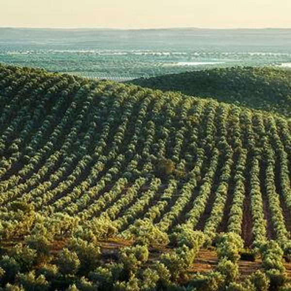 Olive Tree Farm Tour