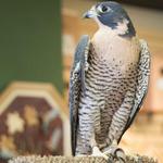 Heritage Park Zoological Sanctuary
