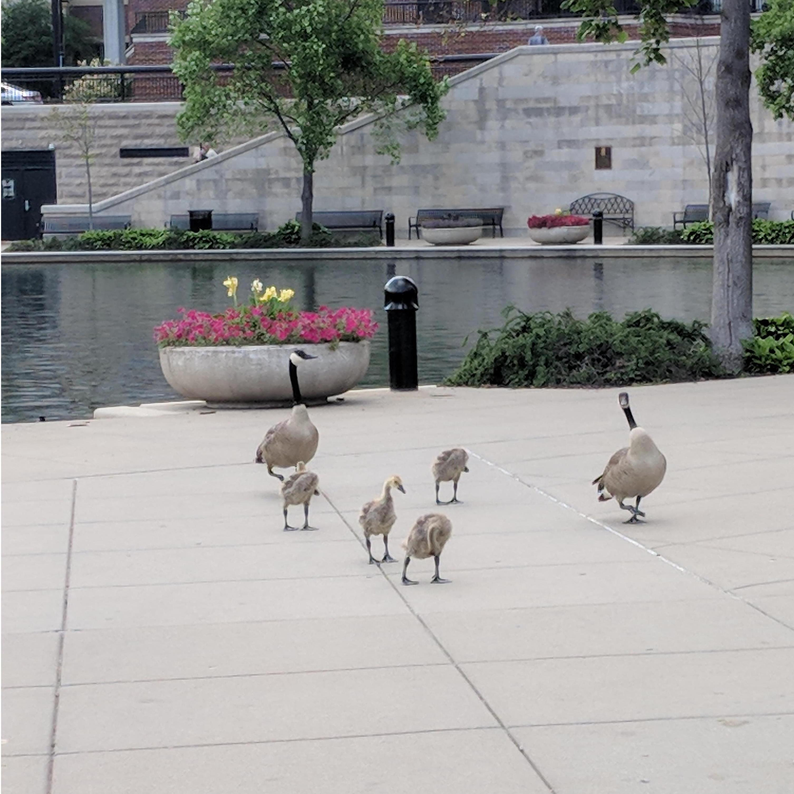 Seriously, the ducks that chased us.