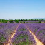 Visit the Olive + Lavender Farms