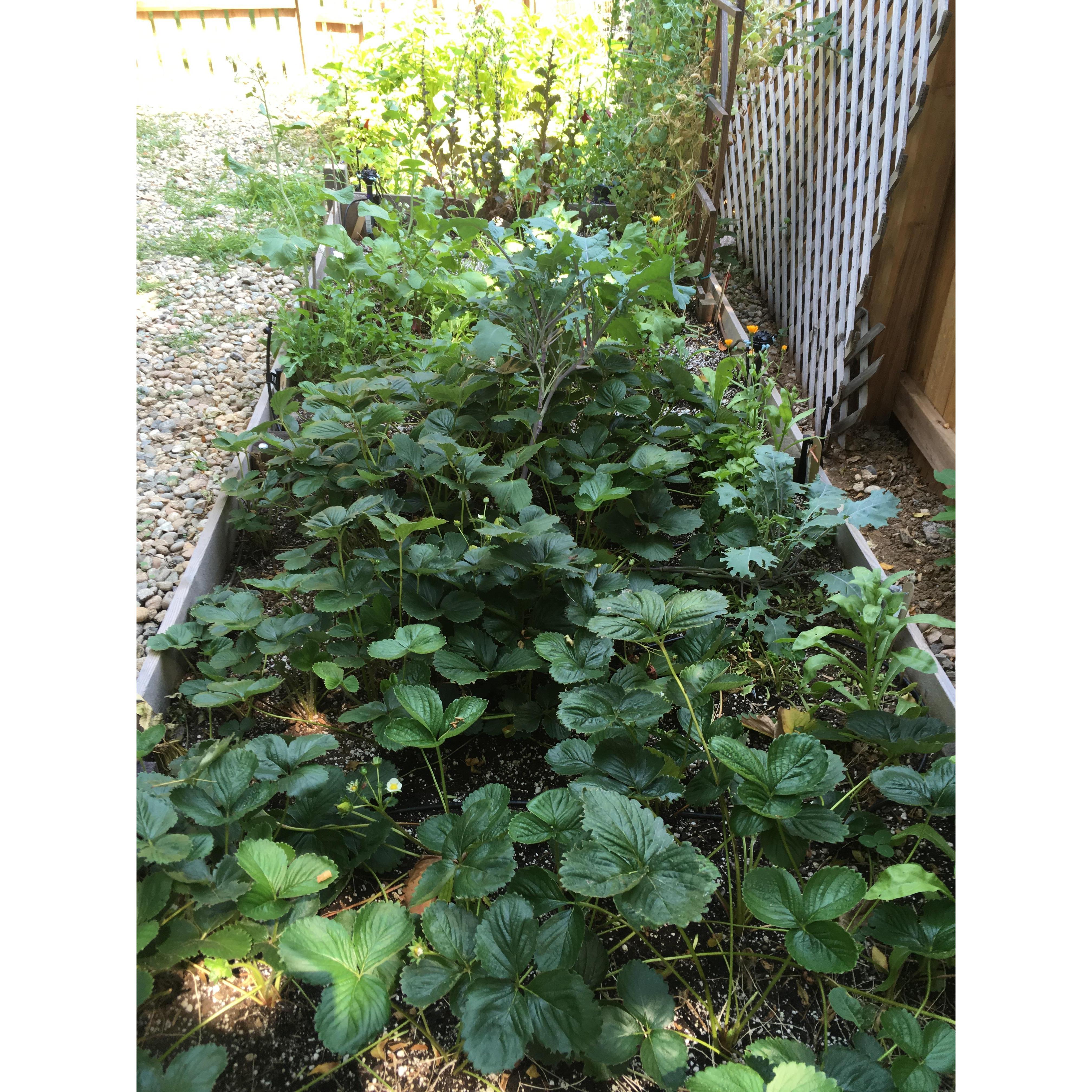How we love our garden!!!