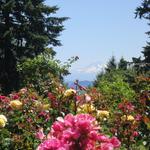 International Rose Test Garden