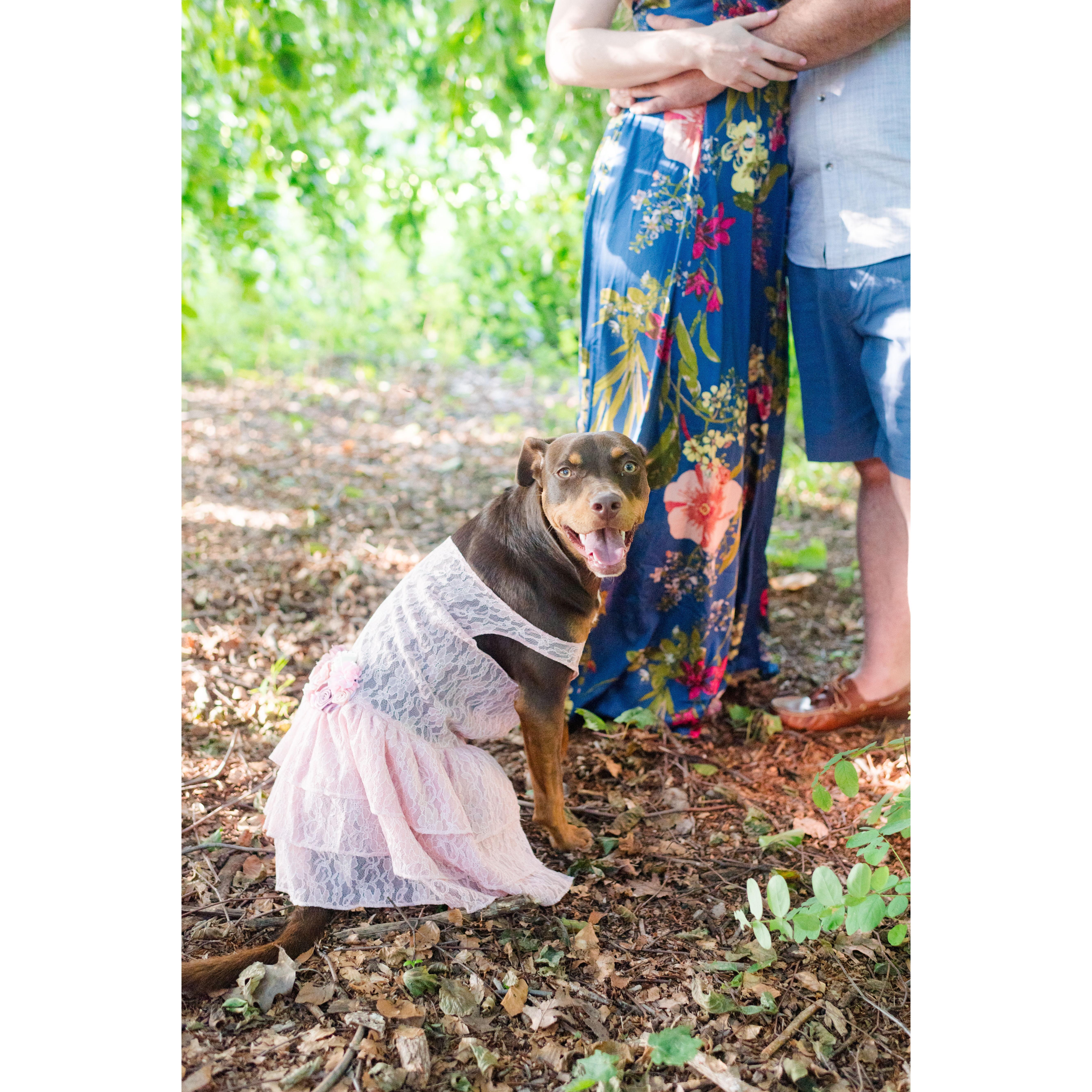 Our pup Hariet! She loves playing dress up!