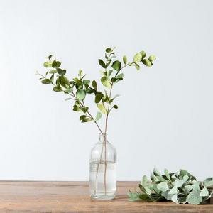Herb Stem - Sage