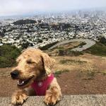 Twin Peaks