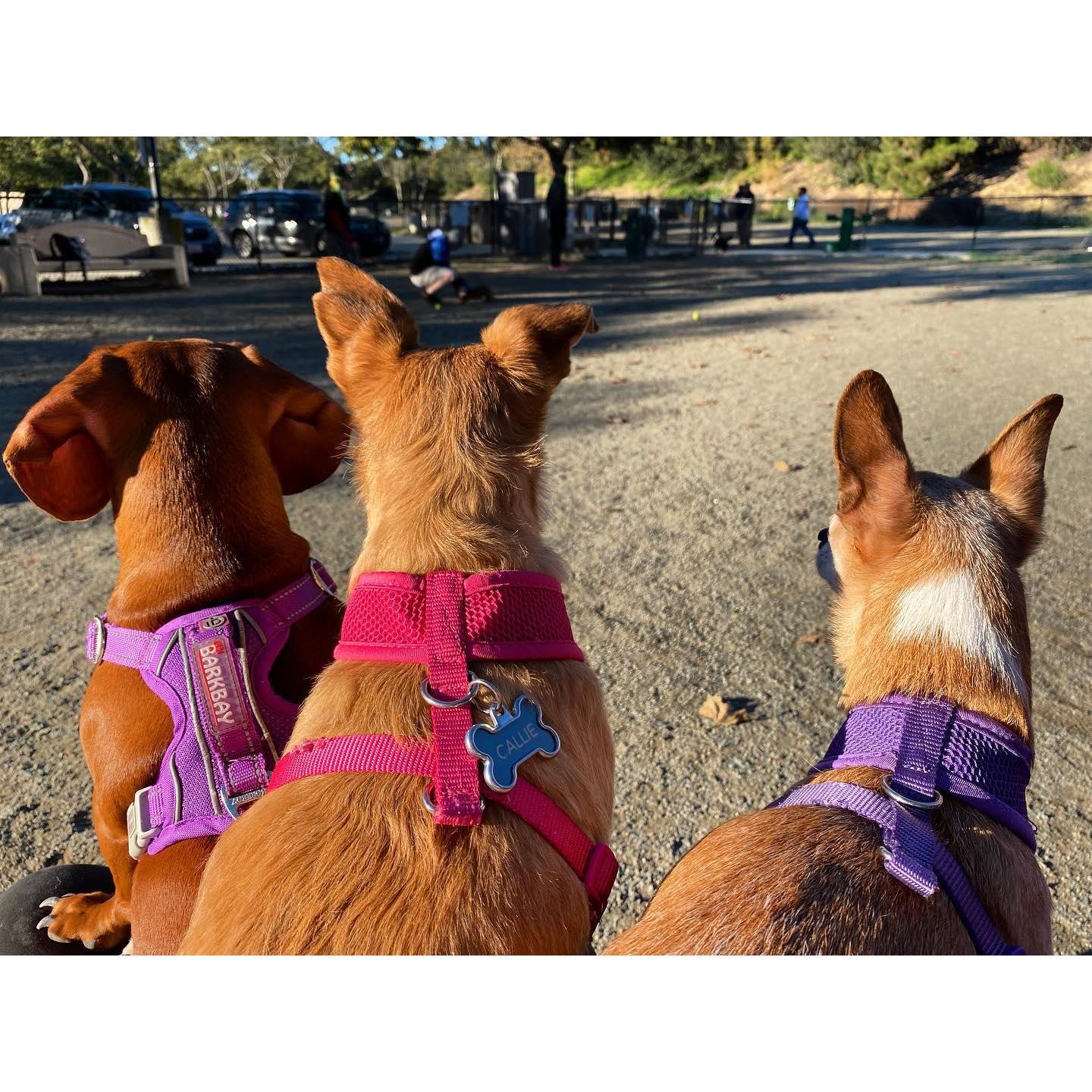 Our crazy pack Georgia, Callie, and Marco