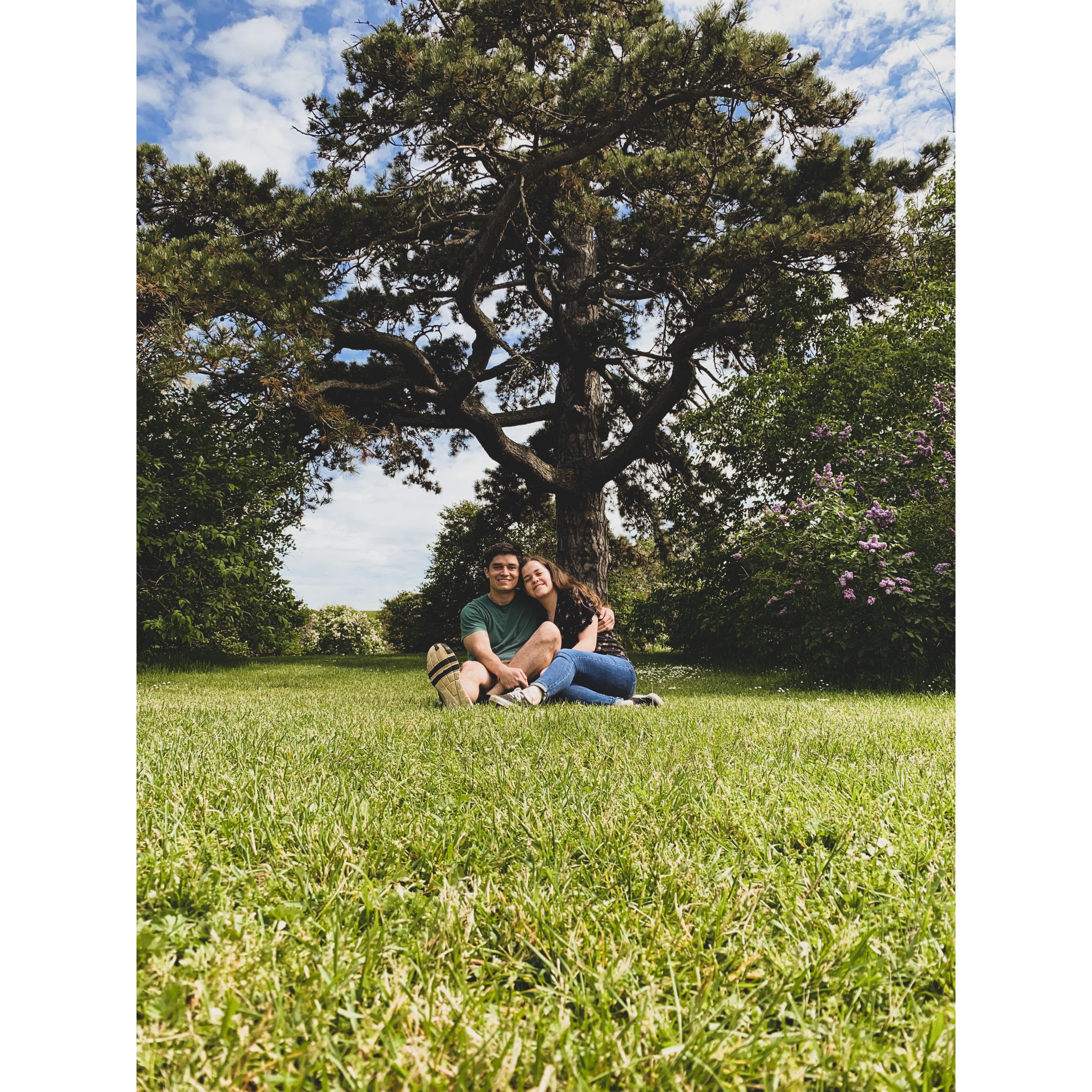 Nuestro arbol favorito en Highland Park, Rochester