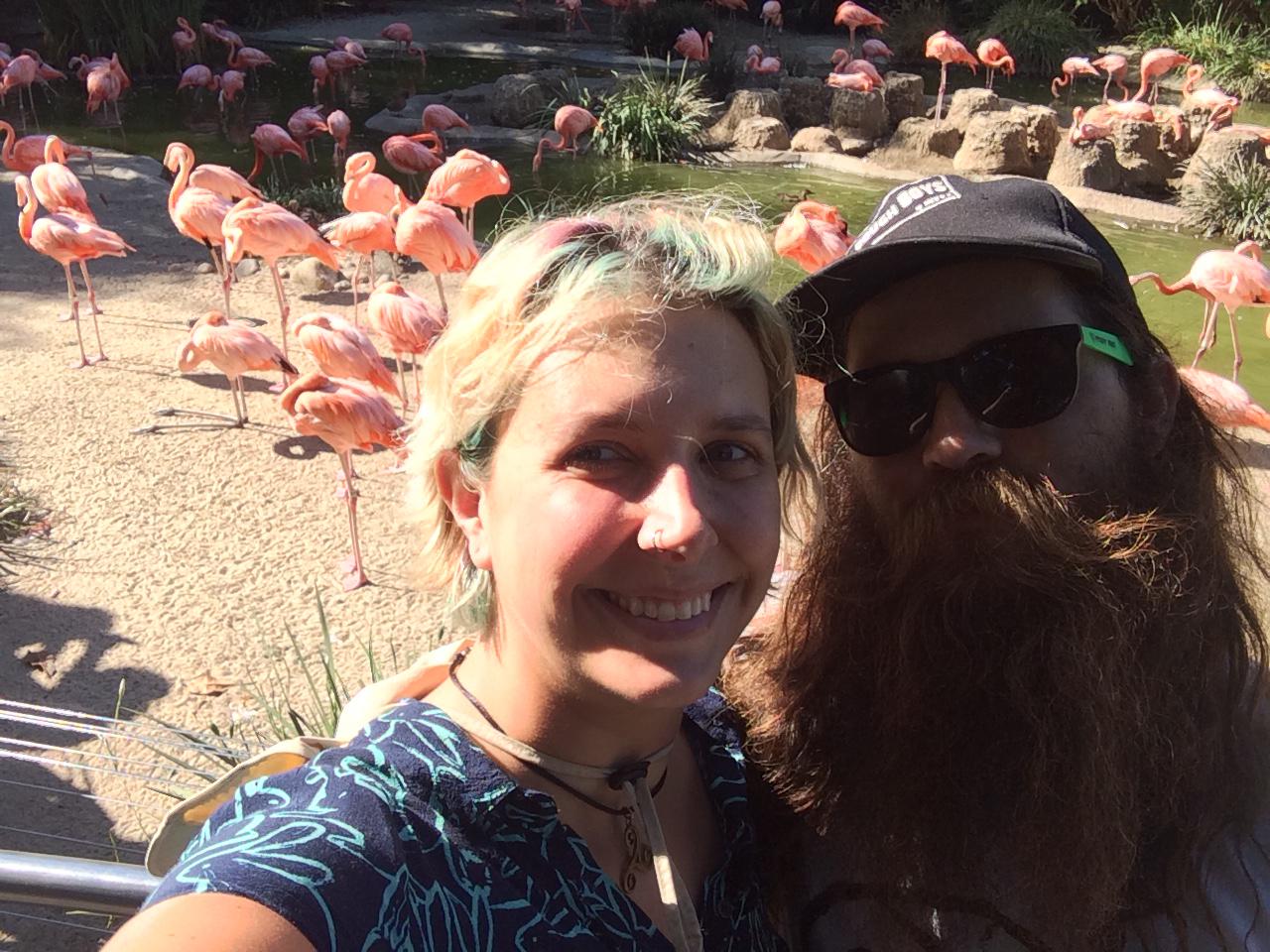 American Flamingos at the Denver Zoo.