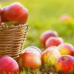 Table to Farm Tours - Catskills