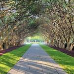 The Dallas Arboretum and Botanical Garden